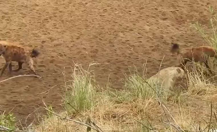 CLIP: Bị đàn linh cẩu cắn xé, sư tử may mắn thoát thân ở phút chót nhờ màn 'hộ giá' từ đồng loại