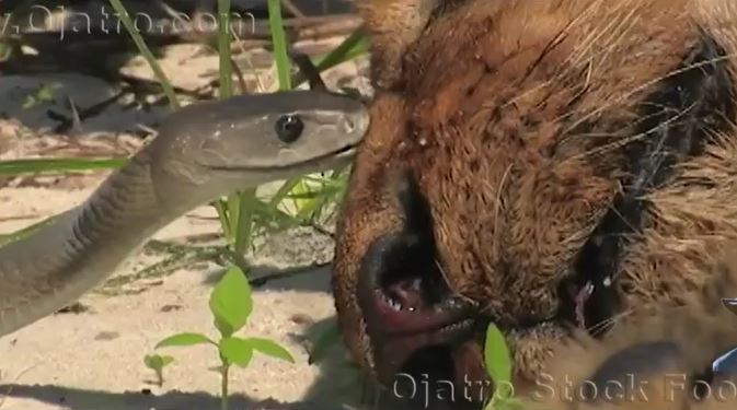 CLIP: Bị rắn Mamba đen tung ra cú đớp chết chóc, sư tử nhanh chóng bị 'thần chết' đưa đi