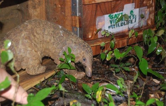 Người đàn ông đi rẫy phát hiện động vật đặc biệt quý hiếm có nguy cơ tuyệt chủng, ngoại hình kỳ quái