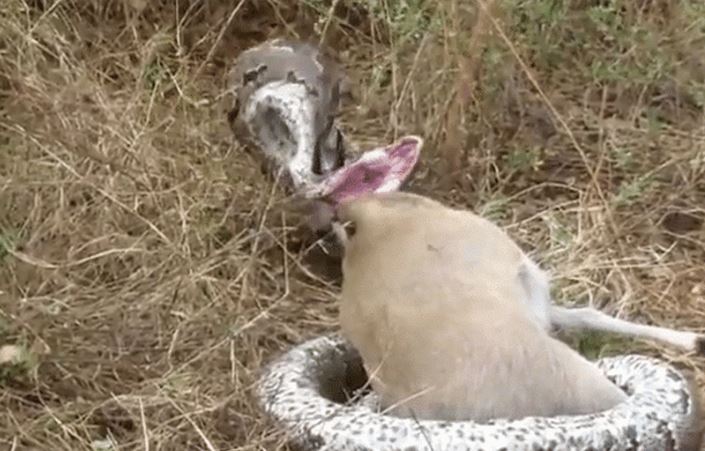 CLIP: Nuốt linh dương hoẵng, trăn đá châu Phi bị sừng con mồi đâm thủng họng