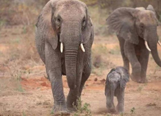Bí mật gây ngỡ ngàng về loại Voi: Mang thai gần 2 năm, nói không với ung thư nhưng lại có 1 khuyết điểm ít ai biết!