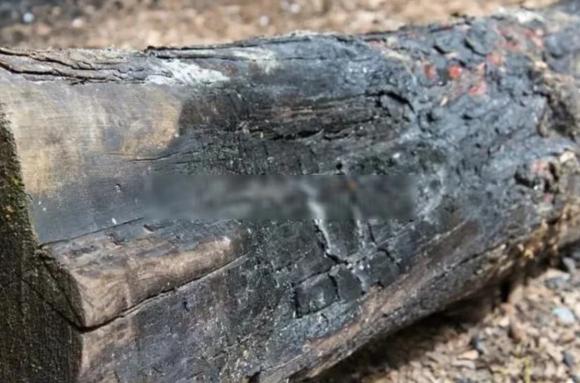 Khúc gỗ đen xì có giá hơn cả 'nghìn lượng vàng', tại sao lại đắt như vậy?