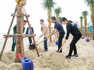 Hàng trăm cây dừa được trồng, bãi biển Đà Nẵng thêm sức sống