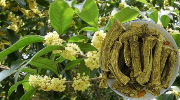 Loài cây được trồng nhiều ở Việt Nam mà các đại gia sẵn sàng trả bạc tỷ, gán thêm ô tô sang để mua