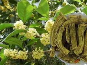 Loài cây được trồng nhiều ở Việt Nam mà các đại gia sẵn sàng trả bạc tỷ, gán thêm ô tô sang để mua
