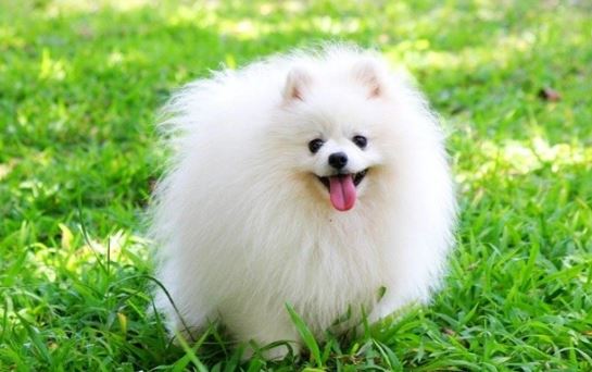 Loài chó 'quý tộc' thông minh nhất thế giới, khả năng ghi nhớ ‘đáng gờm’, con đắt nhất có giá lên đến 300 triệu