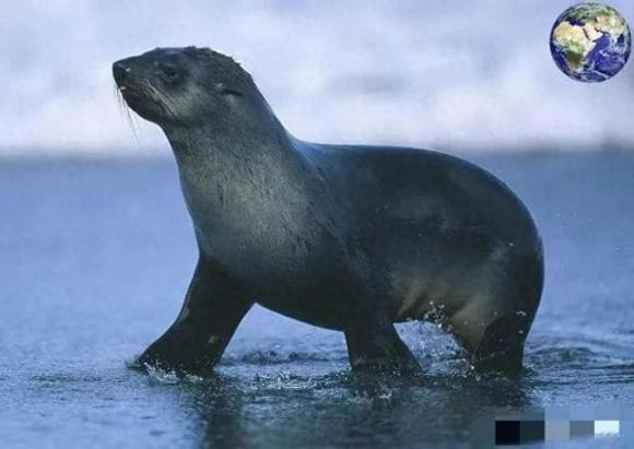 Đây là loài vật 'giao phối' mạnh nhất thế giới, liên tục 70 ngày không nghỉ