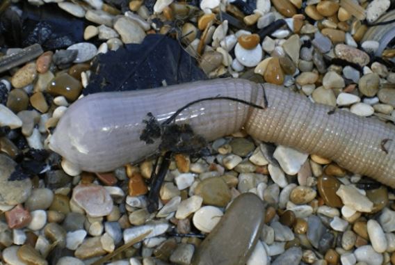 3 loài động vật có khả năng tái sinh diệu kì: Tự mọc lại các bộ phận khi bị đứt, có thể sống trong không gian