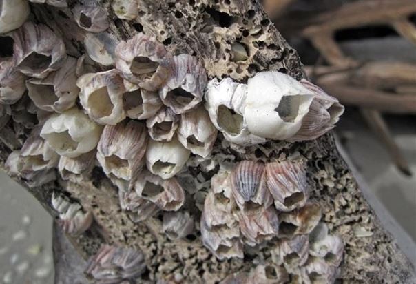 Loài vật có 'của quý' lớn nhất thế giới và cách giao phối đầy ám ảnh của con đực với con cá