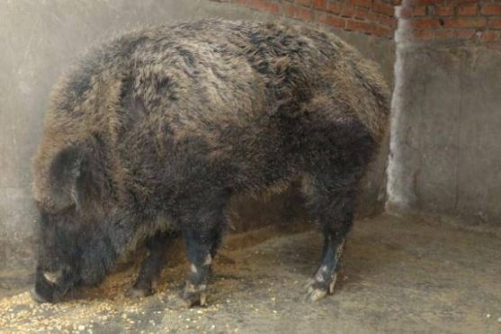 Bí mật về loại động vật có vú kỳ lạ nhất hành tinh: Có lông như kim, bị đồn đại về khả năng đào xuyên núi!