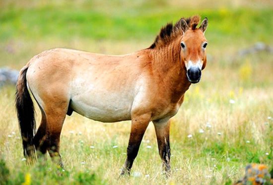 Những loài động vật đã tuyệt chủng và đang trên bờ vực tuyệt chủng được hồi sinh diệu kì