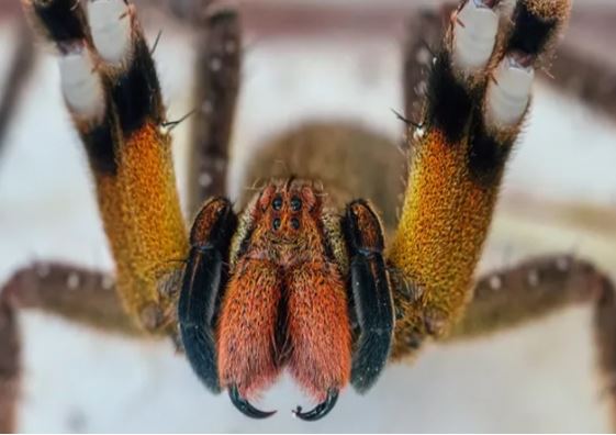 Loài nhện độc nhất thế giới được mệnh danh ‘kẻ giết người’