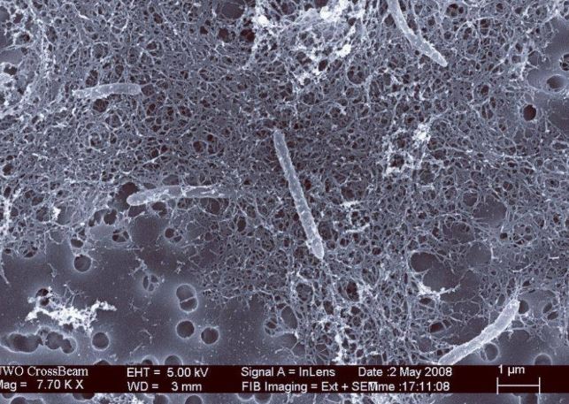 Loài sinh vật cô đơn nhất trái đất: Sống một mình ở độ sâu 2.800m trong 3 triệu năm!