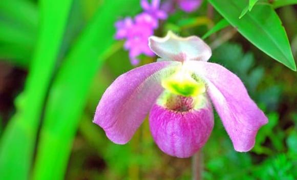 Loài hoa lan độc nhất vô nhị trên thế giới, sở hữu 'núi tiền' cũng không mua nổi, chỉ Việt Nam mới có