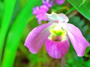 Loài hoa lan độc nhất vô nhị trên thế giới, sở hữu 'núi tiền' cũng không mua nổi, chỉ Việt Nam mới có