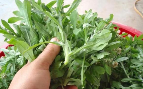 Loại rau dại từng cho lợn ăn giờ được săn lùng với giá 500 nghìn đồng/kg