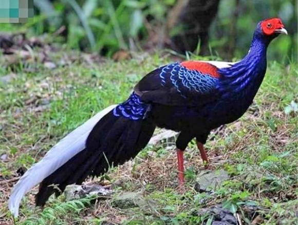 Loài gà điệu đà nhất chỉ Việt Nam mới có, giá thành cực cao, nhìn là mê đắm