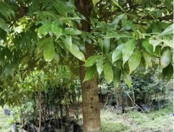 Loại gỗ có giá trị gấp 10 lần vàng, 1 cây cũng có giá hơn 350 tỷ nhưng không ai dám trồng, lý do là gì?