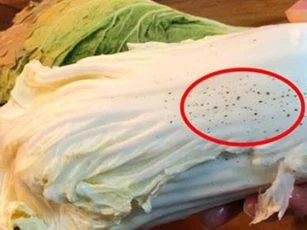 Những “đốm đen” trên cải thảo không thể rửa sạch là gì? Nó có thể ăn được không?