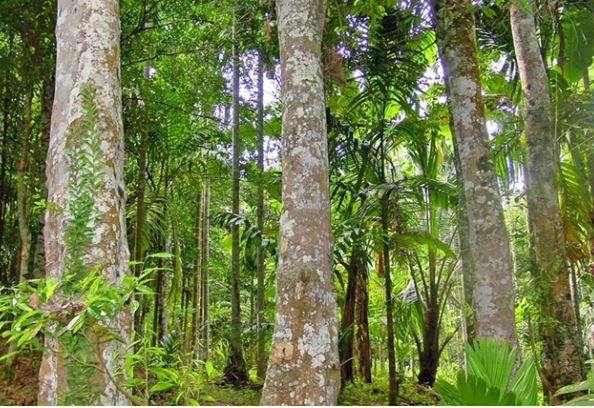 Loại gỗ quý hiếm nằm trong Sách đỏ Việt Nam, 800 năm mới được thu hoạch, được mệnh danh ‘vàng đen’