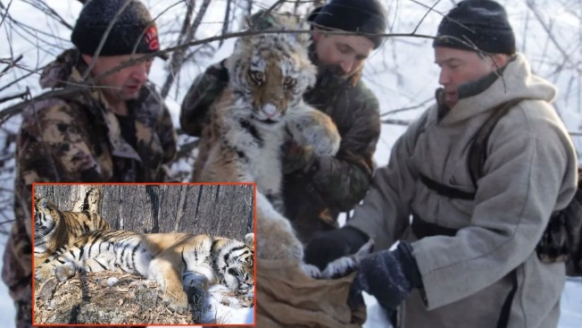 Một con hổ vượt hơn 200 km để đoàn tụ với ‘người yêu cũ’ sau một thời gian xa cách