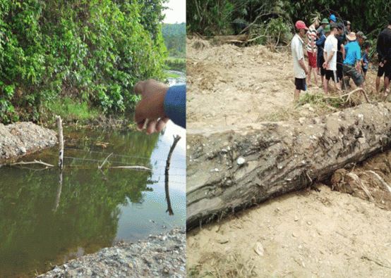 Hai người nông dân đi bắt ốc từng vô tình đào được cây gỗ quý hàng đầu Việt Nam: Dài 15m, có tuổi đời khoảng 100 năm