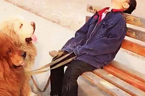Con gái dắt 3 chú chó Ngao Tạng đi bộ mãi không về, bố đi tìm thấy cảnh tượng dở khóc dở cười