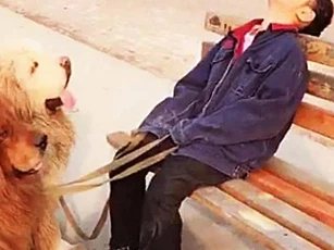 Con gái dắt 3 chú chó Ngao Tạng đi bộ mãi không về, bố đi tìm thấy cảnh tượng dở khóc dở cười