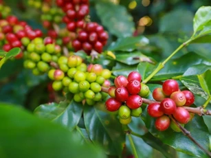 Giá nông sản ngày 23/12/2024: Hồ tiêu và cà phê giữ mức ổn định