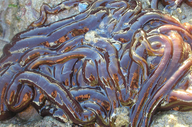 Top 10 loài động vật dài nhất thế giới: Vị trí số 1 lên tới 55 mét