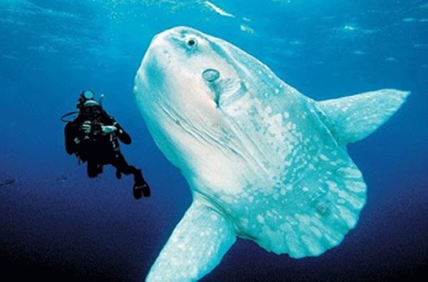 Loài động vật đẻ nhiều nhất trên thế giới, có thể đẻ hàng trăm triệu trứng nhưng vẫn là loài quý hiếm: Tại sao vậy?