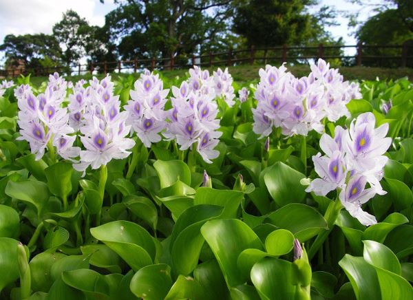 Loại cây cỏ của Việt Nam được xem là thuốc quý nhưng ít ai biết, tại phương Tây được săn lùng 