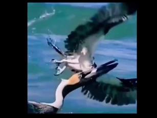 CLIP: Đụng nhầm con mồi không nên đụng, bồ nông nhận kết cục bi thảm