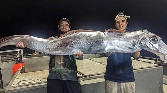 Loài cá duy nhất trên thế giới không ai bắt được khi còn sống: Dài đến 9m, được yêu thích ở Việt Nam