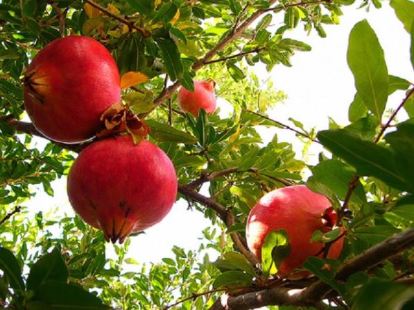 Giữa lăng mộ Tần Thủy Hoàng chỉ có duy nhất 1 loài cây tươi xanh, sai trĩu quả nhưng tuyệt nhiên không ai dám ăn: Bí mật đằng sau đến cả chuyên gia cũng giật mình