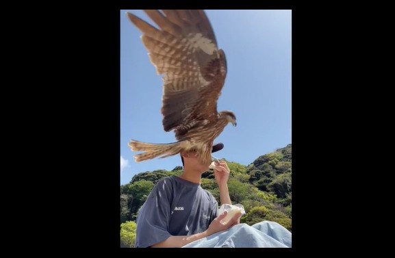 CLIP: Chim ưng táo bạo lao xuống cướp bữa trưa của người đàn ông trong tích tắc