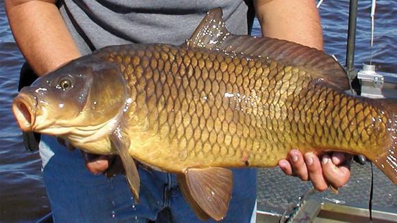 Loại cá giá bình dân nhưng bổ ngang ngửa tổ yến, có mặt ở mọi chợ mà ít ai để ý