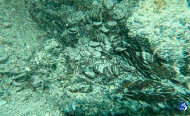 Tìm thấy hơn 30.000 đồng xu cổ niên đại hàng ngàn năm ngoài khơi biển Sardinia