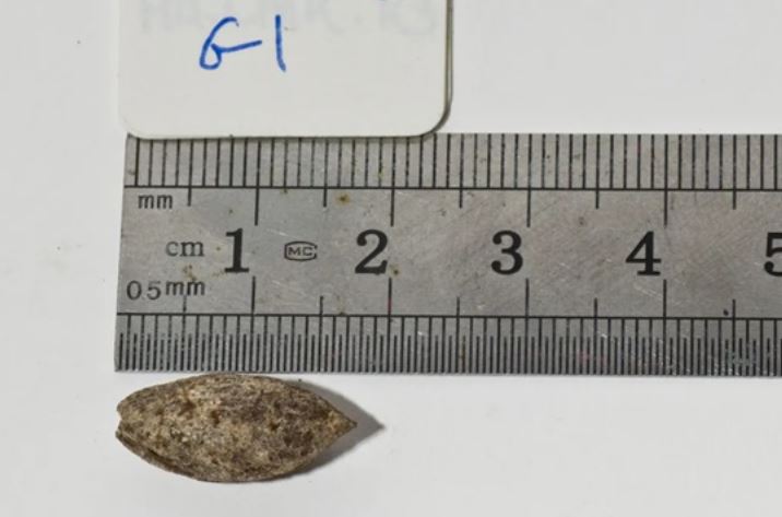 Bí ẩn hạt giống 1.000 năm tuổi được hồi sinh, là loài cây đã tuyệt chủng, xuất hiện trong Kinh thánh