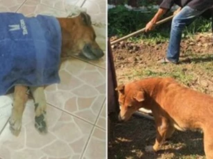 Chú chó ở Thái Lan nằm khóc trong tang lễ của chủ rồi qua đời, ai cũng xúc động