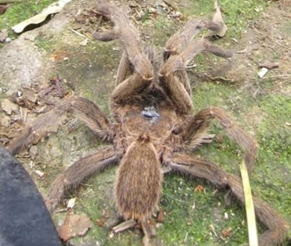 Top 5 con &#x2018;qu&#xE1;i v&#x1EAD;t&#x2019; b&#xED; &#x1EA9;n g&#xE2;y &#xE1;m &#x1EA3;nh nh&#x1EA5;t cho ng&#x1B0;&#x1EDD;i Vi&#x1EC7;t Nam: Con th&#x1EE9; 2 ho&#xE0;n to&#xE0;n c&#xF3; th&#x1EAD;t tr&#xEA;n &#x111;&#x1EDD;i!