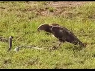 CLIP: Cuộc đối đầu kịch tính giữa rắn hổ mang và chim ưng, kết cục ra sao?