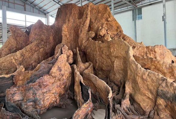 Gốc cây 600-700 năm tuổi được trả 35 tỷ đồng nhưng gia chủ không bán, vì sao?