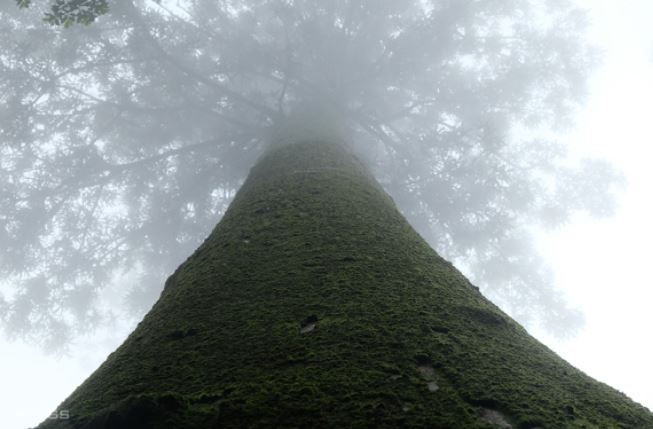 ‘Thần mộc’ 1500 tuổi - cây di sản của Việt Nam: Cao 70m, được lực lượng chức năng bảo vệ nghiêm ngặt