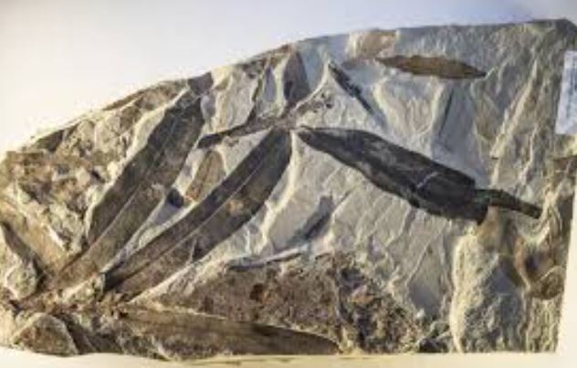 Ph&#xE1;t hi&#x1EC7;n &#x27;th&#x1EF1;c v&#x1EAD;t ngo&#xE0;i h&#xE0;nh tinh&#x27; 47 tri&#x1EC7;u n&#x103;m tu&#x1ED5;i t&#x1EA1;i M&#x1EF9;