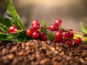 Giá nông sản ngày 25/12/2024: Giá cà phê tăng nhẹ, hồ tiêu giữ vững mức cao