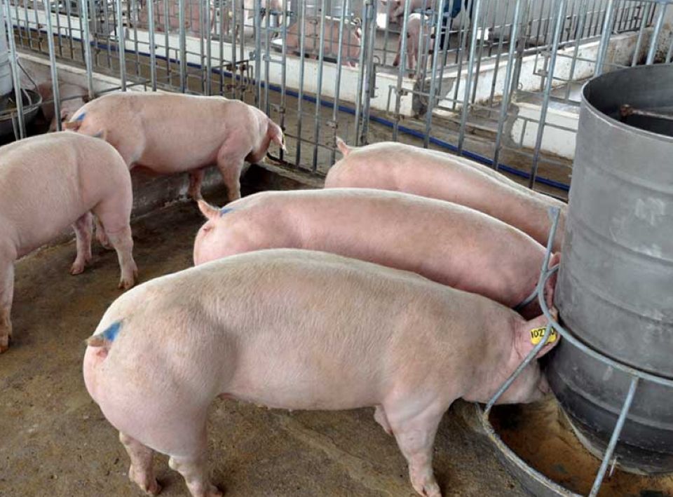 Giá heo hơi ngày 25/12/2024: Miền Nam và miền Trung tiếp tục xu hướng tăng 