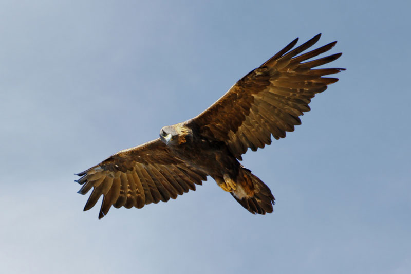 Top 10 loài chim bay nhanh nhất thế giới: Bất ngờ với tốc độ của vị trí số 1