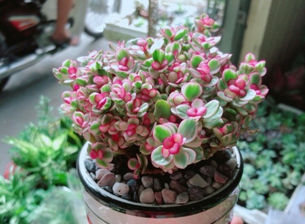 6 loại cây cảnh đột nhiên nở hoa, cả nhà vỡ òa vì "điềm báo"