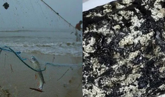 Ông lão đánh cá nhặt được 'món hời' trị giá 5 tỷ đồng trên biển, đổi đời chỉ sau 1 đêm